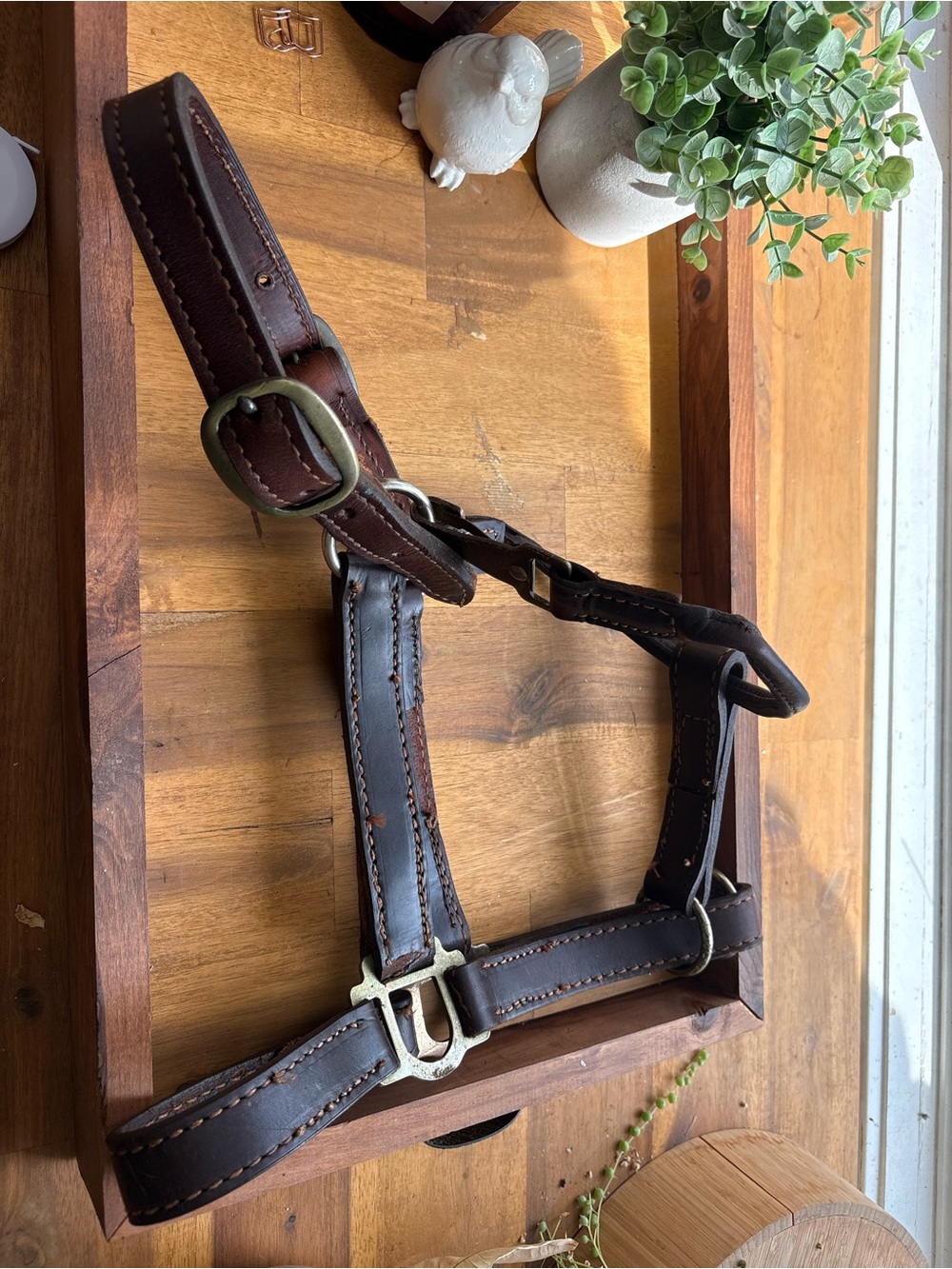 Leather Dark Brown Halter - Unbranded